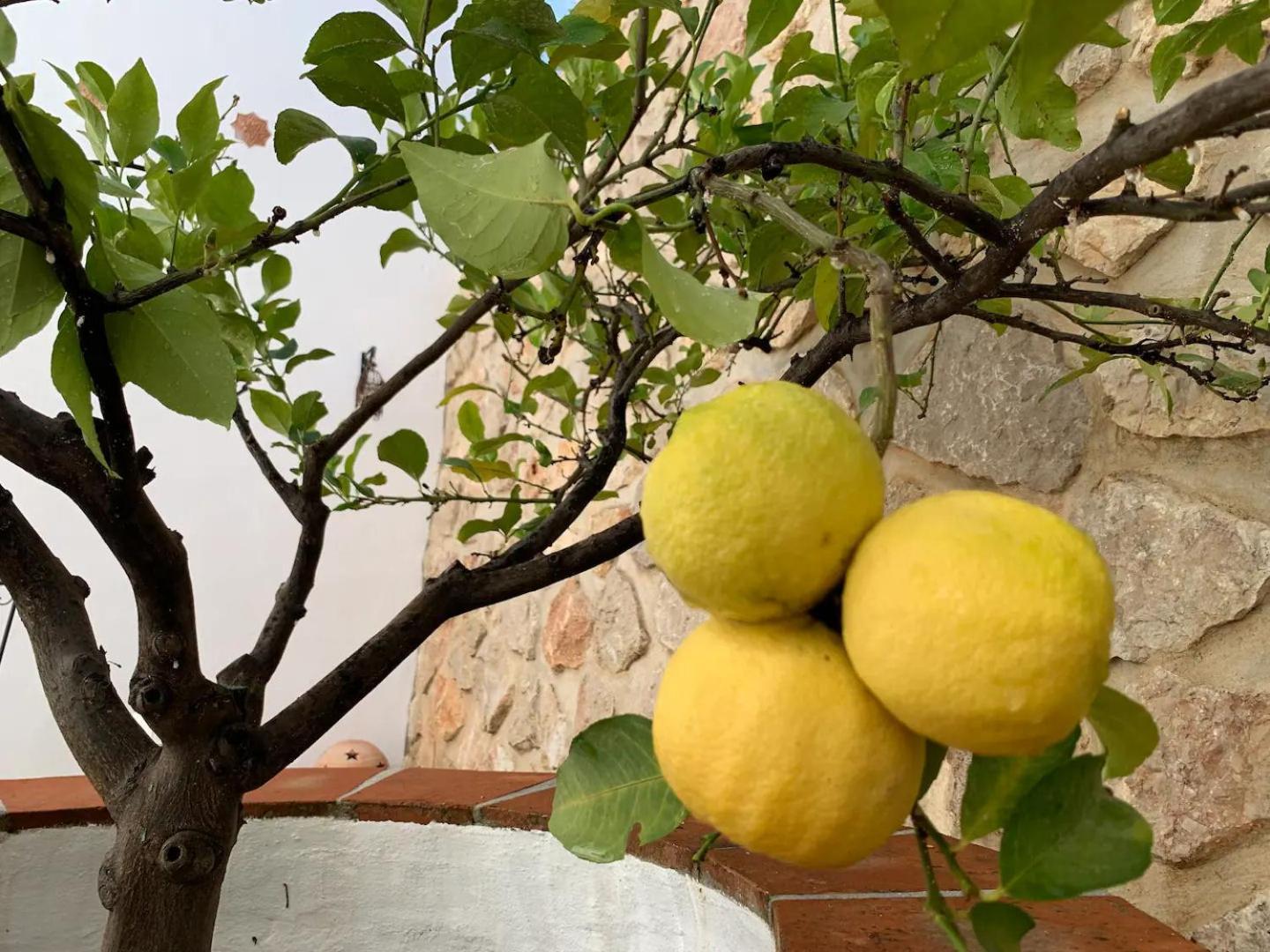 Casa Rural Finca Volando In The Mountains Of Malaga 코마레스 외부 사진